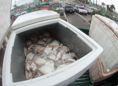 Batalhão Ambiental apreende mais de uma tonelada de pescado no AM