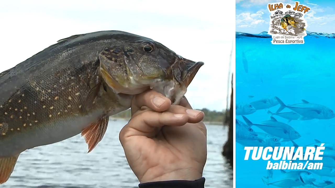 Tucunar O Ano Todo Represa De Balbina Am Portal Pesca Amadora