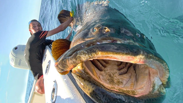 Pesquisadores afirmam que a liberação da pesca dos meros não pode