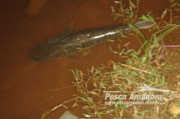 Naturatins Investiga Nova Mortandade De Peixes No Rio Lontra To