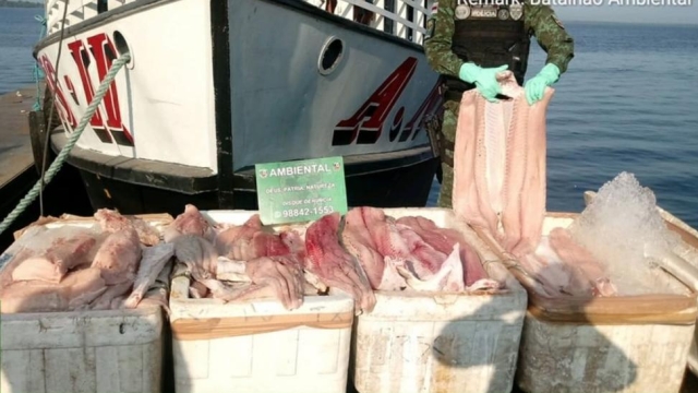 Pma Apreende Meia Tonelada De Pescado Ilegal No Porto De Manaus Am