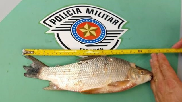 Pma Flagra Pesca Ilegal E Apreende Meia Toneladas De Pescado No Rio