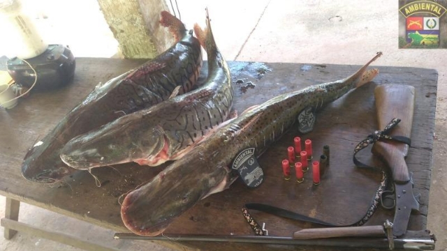 PMA Flagra Pesca Irregular Em Barra Do Bugres MT Portal Pesca