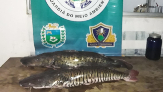 PMA Prende E Autua Infrator Por Pesca Ilegal Durante A Piracema Em