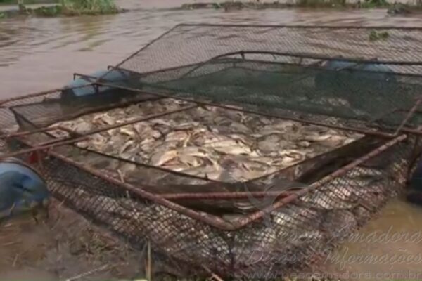 Represa Transborda E Mais De Toneladas De Peixes Morrem No Pr