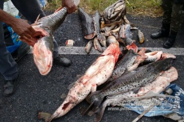 Sema Apreende 200 Kg De Pescado Ilegal No Norte Araguaia Em MT Portal