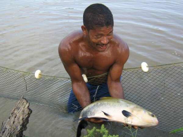 Tambaquis da bacia amazônica entram no período de defeso Portal Pesca