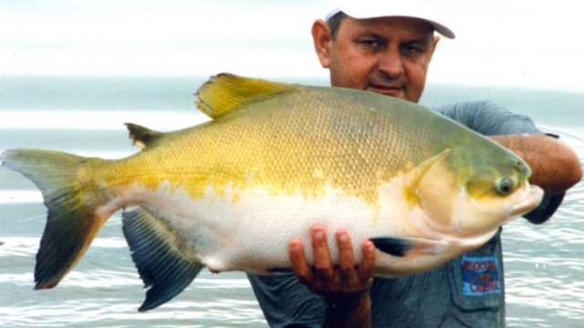 Curiosidades Sobre Nove Peixes Da Amazônia Portal Pesca Amadora Esportiva 8899