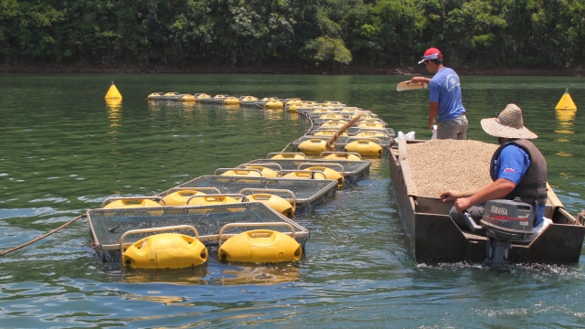 Produção de peixes é abundante em Rondônia, mas emperra na comercialização  - Engepesca - Redes para Aquicultura