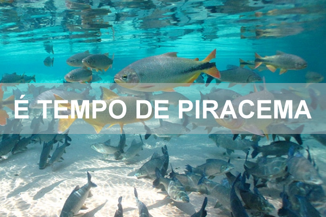 Acordo global para prevenir pesca predatória emperra na OMC